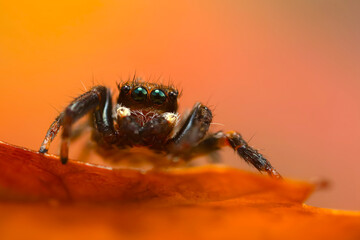 A photo of a spider photographed in its natural habitat. Natural background. Jumping Spider.