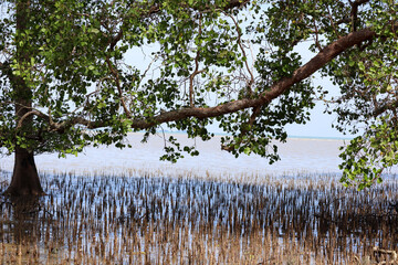 Mangrove tree with green leaves and aerial roots growing in coastal shoreline area
