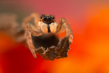 A photo of a spider photographed in its natural habitat. Natural background. Jumping Spider.
