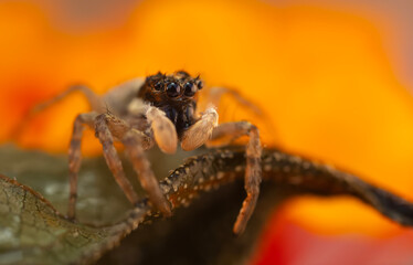 A photo of a spider photographed in its natural habitat. Natural background. Jumping Spider.