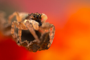 A photo of a spider photographed in its natural habitat. Natural background. Jumping Spider.