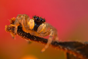 A photo of a spider photographed in its natural habitat. Natural background. Jumping Spider.