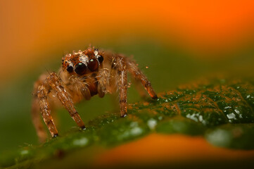 A photo of a spider photographed in its natural habitat. Natural background. Jumping Spider.