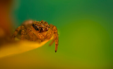 A photo of a spider photographed in its natural habitat. Natural background. Jumping Spider.