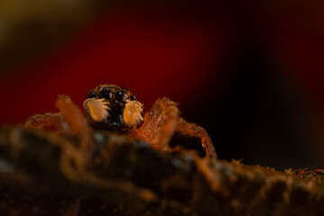 A photo of a spider photographed in its natural habitat. Natural background. Jumping Spider.