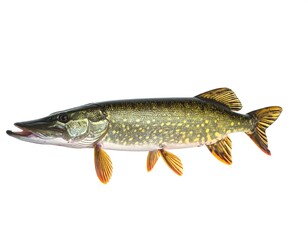 Obraz premium Side view of a pike fish