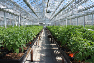 Rows of young tomato plants in a large greenhouse agriculture