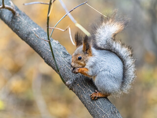The squirrel with nut sits on tree in the autumn. Eurasian red squirrel, Sciurus vulgaris.