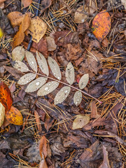 Orange and yellow fallen leaves with dew drops. Autumn leaves with water drops close-up.