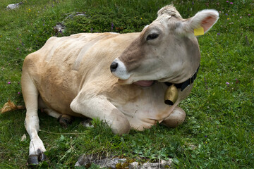 Brown cow resting on green grass in a serene meadow with natural surroundings and peaceful ambiance
