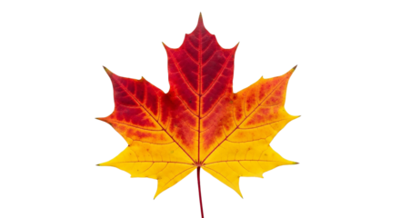 Colorful maple leaf isolated on transparent background, showing autumn colors