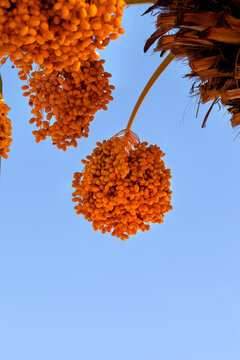 Date palm (Phoenix dactylifera) with bunches of ripening fruit