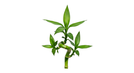 Lucky bamboo plant isolated on transparent background, a symbol of good fortune