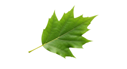 Green oak leaf isolated on transparent background, a symbol of strength and endurance