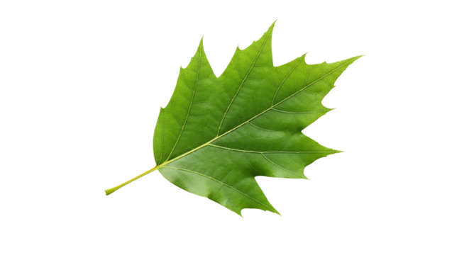 Green oak leaf isolated on transparent background, a symbol of strength and endurance