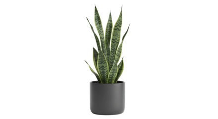 Snake plant in a gray pot isolated on transparent background, a tall plant