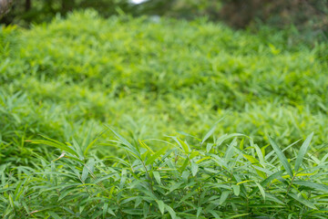 A dense field of green bamboo Bambusoideae leaves sways gently. A lush and vibrant natural background.