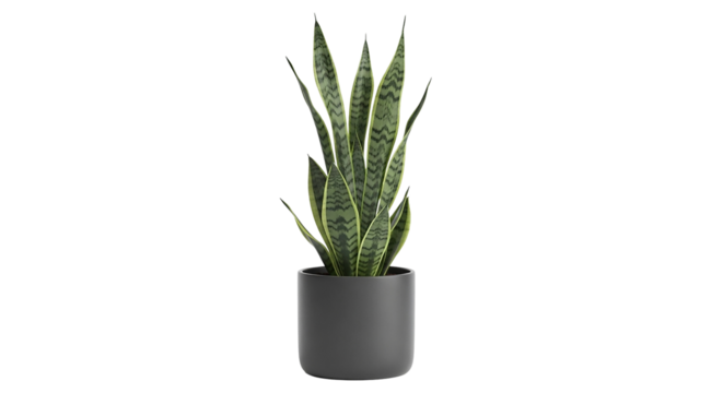Snake plant in a gray pot isolated on transparent background, a tall plant