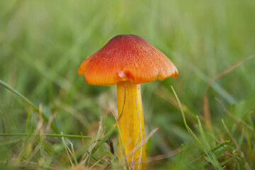 orange-red mushrooms between blades of grass, lonely red mushroom with yellow stems and colorful cap in the meadow, meadow in the background