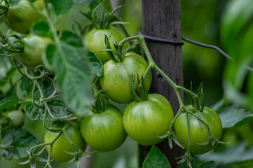 Ripening yellow green tomatoes in garden, few weeks before harvest