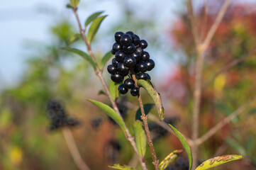 Ligustrum vulgare ripened black berries fruits, shrub branches with leaves, autumn colors in sunlight