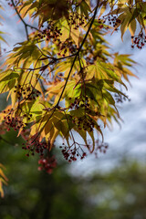 Acer palmatur smooth japanesse maple in bloom with bright colors foliage, deciduous flowering ornamental palmate small tree