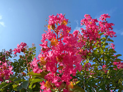 Lagerstroemia indica crape myrtle pink blossom.