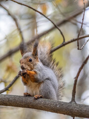 The squirrel with nut sits on tree in the autumn. Eurasian red squirrel, Sciurus vulgaris.