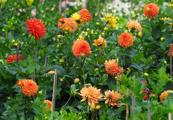Im lachsfarbenen Dahlienbeet mit roten Blüten