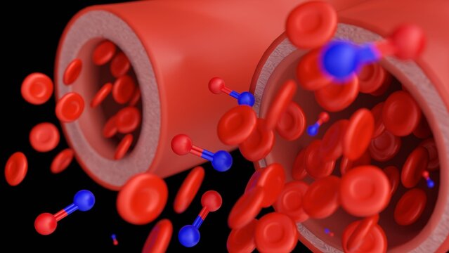 3D rendered visualization illustrates the molecular and cellular dynamics of vasodilation, focusing on the role of nitric oxide in modulating&nbsp;vascular&nbsp;tone.