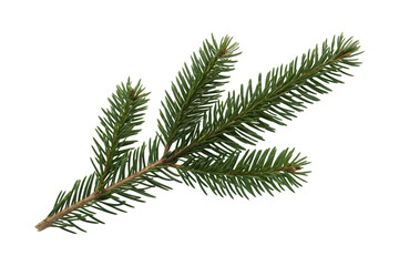 Obraz premium Close up of a fresh fir tree branch.