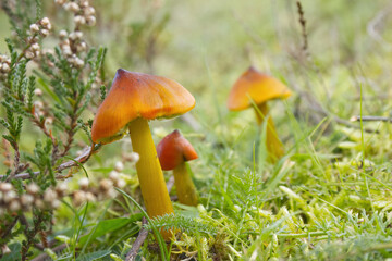 Conical waxcap with yellow stem and orange-red cap, Hygrocybe conica, rare blackening waxcap surrounded by grass among heather