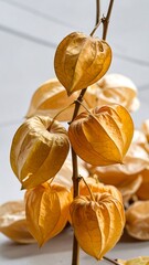 Dried physalis pods on a branch