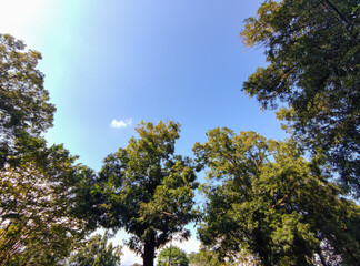 A serene sky, painted in a beautiful shade of light blue with a single wispy cloud. The bottom of the frame is filled with the lush green crowns and dark silhouettes of tall trees, capturing peaceful