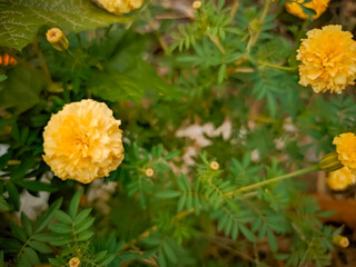 A beautiful, bright yellow marigold flower with delicate petals is in full bloom at the center, surrounded by the soft, out-of-focus green foliage and other budding flowers.