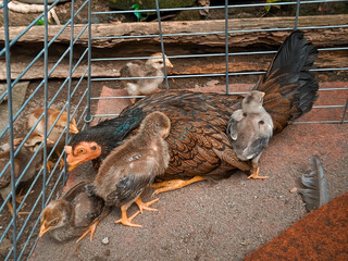 A mother hen with glossy black and brown feathers sits protectively in a cage with several fluffy chicks, one perched on her back, showing a tender moment in a coop. © Want2x