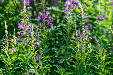 Scenic alpine landscape with green meadows, towering mountains, and clear blue summer skies in the heart of the Swiss Alps