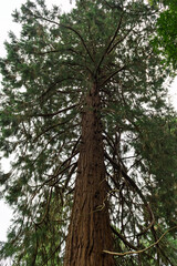 tree in the forest 01