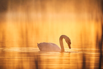Łabędzie © Patryk Fiutek