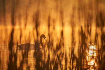 Łabędzie © Patryk Fiutek