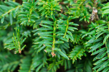 close up of green fern