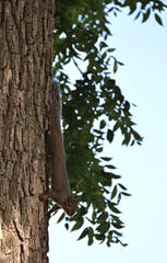 Squirrel on Tree Trunk