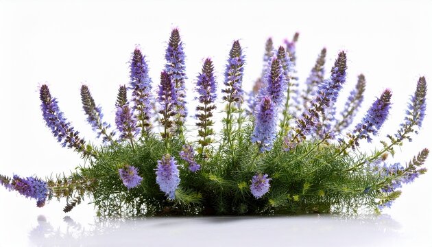 Hyssopus Officinalis Ysop Stehend Vor Weissem Hintergrund