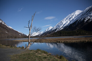 mountain lake reflection with dead tree