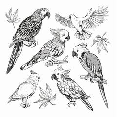 Fototapeta premium Vintage engrave isolated parrot set illustration ink sketch. Parakeet background bird art