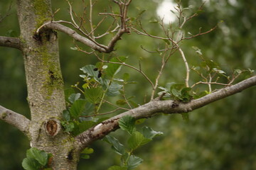 tree in the forest