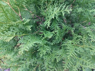 Summer plants. Thuja occidentalis. The beauty of nature