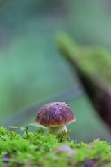 Steinpilz im Wald, Serbien, vertikal