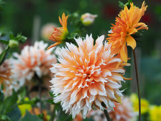 Lachsfarbene Dahlien im Blumenbeet