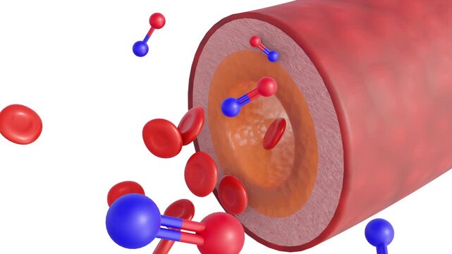 3D animated visualization illustrates the molecular and cellular dynamics of vasodilation , focusing on the role of nitric oxide in modulating vascular tone.